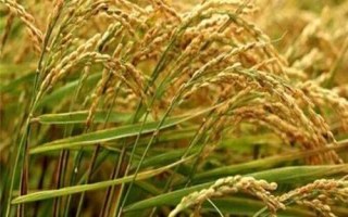 興農(nóng)絲占水稻種子特征特性，全生育期148.1天