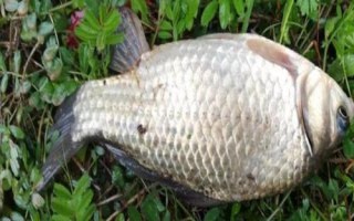 春釣大鯽魚如何選擇釣位，早春可在回水灣作釣