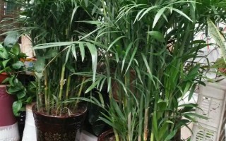 夏威夷竹子怎么養(yǎng)殖，生長季節(jié)每個月追施1-2次氮肥