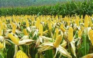 FY2001玉米品種簡介，適宜播種期6月上中旬