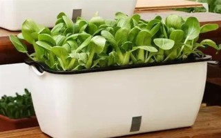 用塑料盆種菜有沒(méi)有毒，蔬菜的根系無(wú)法吸收其中的有毒物質(zhì)