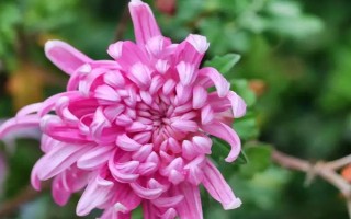 秋季適合種哪些花，可以種菊花、桂花、蝴蝶蘭等