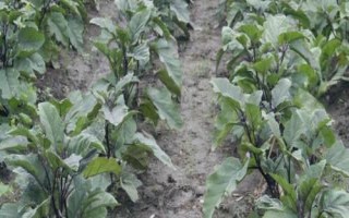 茄子的種植方法，選擇適應(yīng)當(dāng)?shù)胤N植的品種