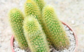 黃金鈕的花語，寓意美好、溫暖的家庭等