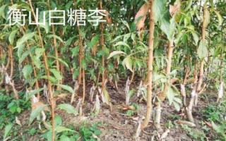 李子樹苗的品種推薦，脆紅李和胭脂李市場認(rèn)可度高