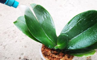 蝴蝶蘭的養(yǎng)護(hù)方法，適合在15-20℃左右生長(zhǎng)