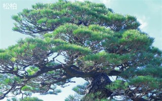 戈原的植物種類，常見的有羊草、芍藥花等