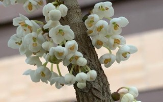 野桂花簡介，一般是指柃木