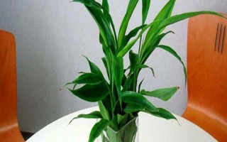 怎么養(yǎng)富貴竹，適宜生長在陰涼的環(huán)境中