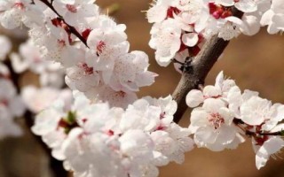 杏花開放的節(jié)氣，最早開放節(jié)氣為雨水