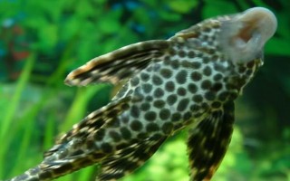 清道夫魚的價格，會受到品種、規(guī)格等條件的影響