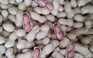 花生品種308的產(chǎn)量，白沙308可達(dá)到800-1000斤左右