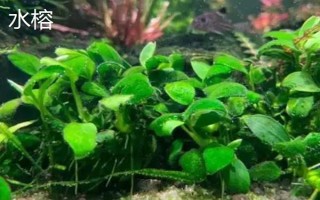 缸里有魚后如何種植水草，首先選擇生長健康、沒有遭受病蟲害的水草