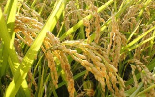 內(nèi)5優(yōu)306水稻種子特點(diǎn)，每畝大田用種量1公斤