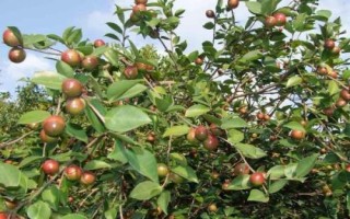 油茶樹(shù)的價(jià)格和種植前景，衍生品可應(yīng)用于多個(gè)領(lǐng)域
