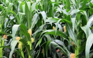 宗單999玉米種簡(jiǎn)介，中抗紋枯病