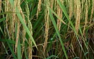 大糧202水稻品種的特性，大田每畝用種量3～4千克