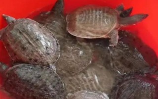 甲魚家養(yǎng)能活幾天，通常都可以活5-8年