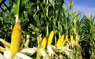 沈禾201玉米種子特征特性，注意防治大斑病