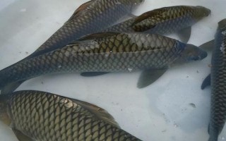 中國(guó)哪里的淡水魚(yú)產(chǎn)量最大，第一大省為湖北省