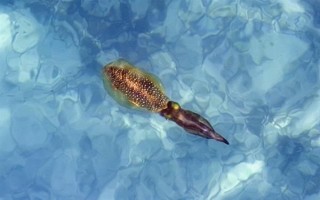 魷魚是哪種動(dòng)物，是槍烏賊科軟體動(dòng)物