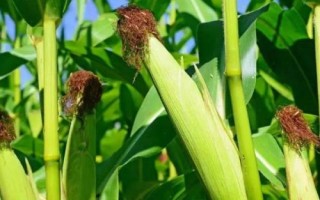 景陽(yáng)336玉米品種的特性，4月中上旬播種