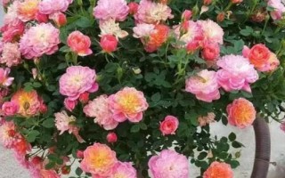 在哪里購買樹狀月季苗，苗木企業(yè)和花卉市場是適宜選擇