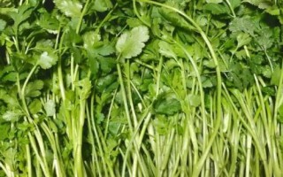 霜降過(guò)后可以在陽(yáng)臺(tái)上種什么蔬菜，可種植白菜、胡蘿卜、大蒜等品種