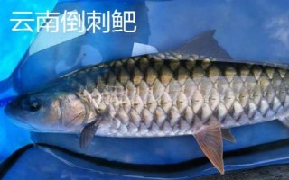 中華倒刺鲃與光倒刺鲃?dòng)惺裁磪^(qū)別，中華倒刺鲃的體態(tài)近似鯉魚(yú)