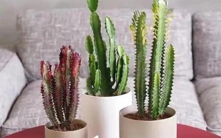 擺放龍骨花的禁忌，臥室、陰涼處、財(cái)神位都不能擺放
