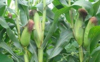康村玉6號（試驗(yàn)名稱：樂農(nóng)1號）玉米品種簡介，高抗大斑病