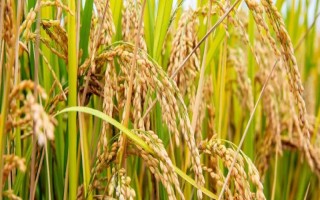 通科68水稻品種簡(jiǎn)介，4月中旬播種
