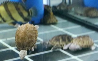 如何用魚缸飼養(yǎng)金頭龜，需將水溫保持在20-30℃
