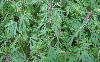 益母草能直接喂牛嗎，可以直接給牛喂食益母草