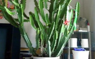 擺放龍骨花的禁忌，臥室、陰涼處、財(cái)神位都不能擺放
