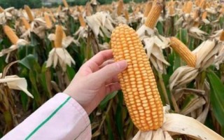 嘉玉368玉米品種的特性，適宜密度為每畝5000株左右
