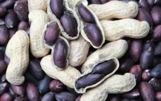 黑花生為什么無人大量種植，因?yàn)槠洚a(chǎn)量低且出油率不高