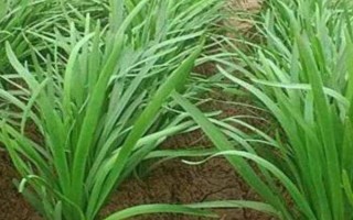 韭菜的催芽方法，播種前都需放置到陽(yáng)光下晾曬2-3天