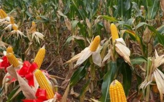 賓玉39號玉米種子特征特性，普通玉米品種