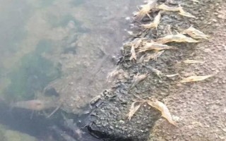 對蝦出現(xiàn)大面積偷死的原因，主要原因是有弧菌感染