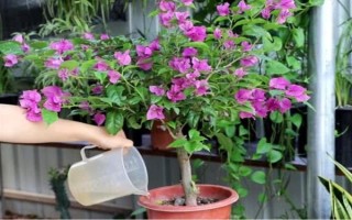 三角梅的花期有多長，養(yǎng)護(hù)得當(dāng)一年四季開花不斷