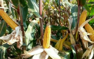 中科玉505R玉米種簡介，播種密度4500株/畝