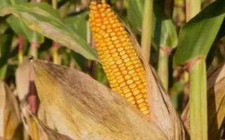 荃玉2000玉米種子介紹，大喇叭口期注意防治玉米螟