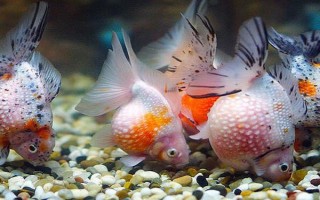 觀賞魚多少溫度養(yǎng)合適，適合的溫度是22-24℃