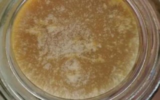 百花蜜結(jié)晶后的外觀，呈乳白色至偏黃色的油脂狀