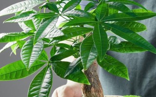 發(fā)財樹掉葉怎么辦，可采取減少施肥、暫停澆水、遮陰防曬等措施