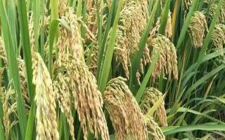 川谷優(yōu)908水稻品種的特性，注意防治稻瘟病