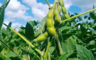 龍墾3425大豆品種的特性，5月上中旬播種
