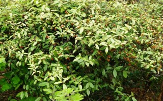 木半夏與胡頹子有什么區(qū)別，植物類型、葉片、花朵等方面均不同