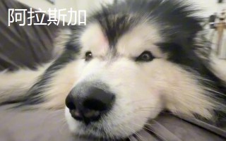 阿拉斯加和哈士奇的區(qū)別有哪些，體型、瞳孔顏色均不同